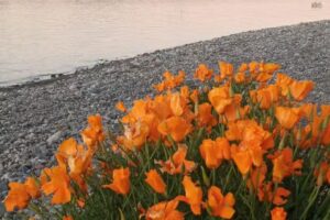 Alojamiento Departamento Tur&iacute;stico Cauquen