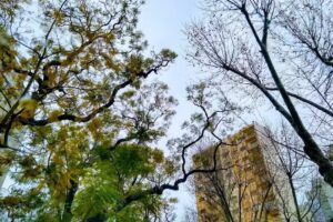 Babenco Negocios Inmobiliarios