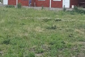 Caba&ntilde;as las dalias