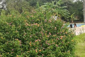 Cabañas Lo De Mis Vijos