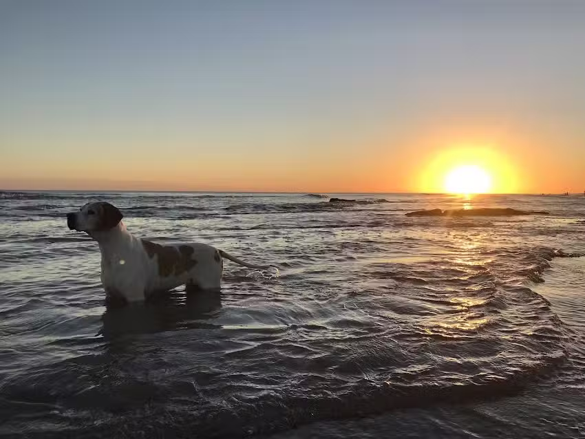 Caba&ntilde;as Los Eucaliptus