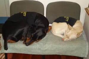 Candel Raúl Inmobiliaria