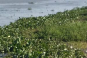 Casa en alquiler Arocena Comi Pini vacacional