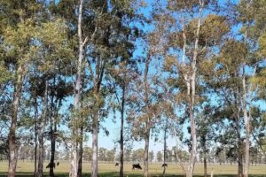 Christian Zolotarchuk Propiedades