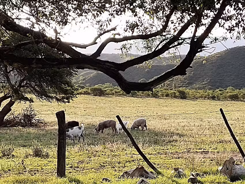 Complejos Caba&ntilde;as El Socorro