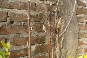 Consultora Fortunato Inmobiliaria y Agente de Seguros