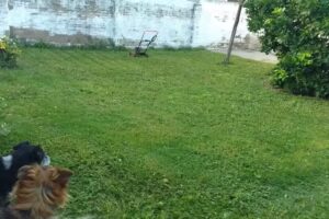 Corporacion Inmobiliaria