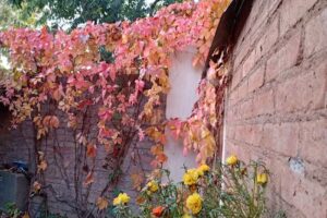 FasEs Espacio Profesional