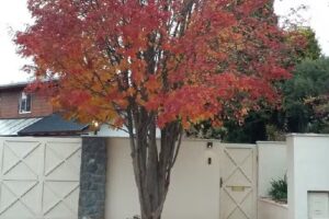 Gabriela Joseau Estudio Inmobiliario