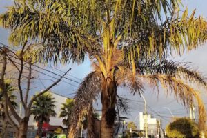 Gonz&aacute;lez Propiedades