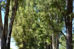 Gr&uuml;newald Propiedades