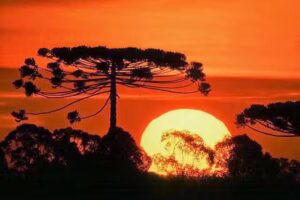 Inmobiliaria Araucaria