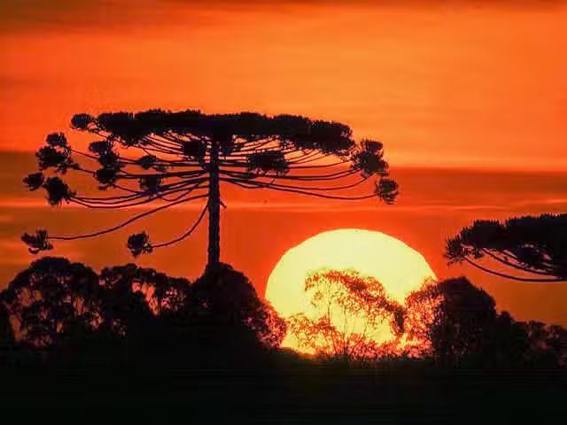 Inmobiliaria Araucaria