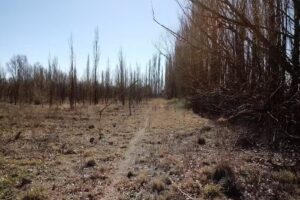 Inmobiliaria Dellacha