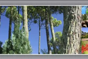 Inmobiliaria Eugenio Hoffmann