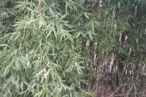 Inmobiliaria Paula Esp&iacute;ndola