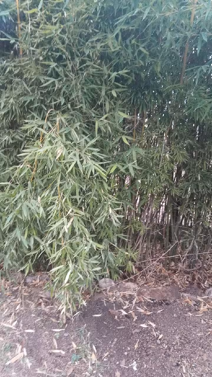 Inmobiliaria Paula Esp&iacute;ndola