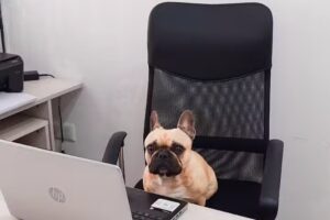 Inmobiliaria Paulazzo