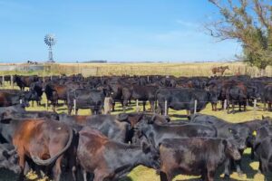 Leonardo Ruggiero Consignatario