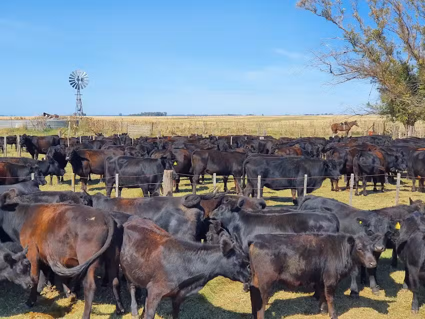 Leonardo Ruggiero Consignatario