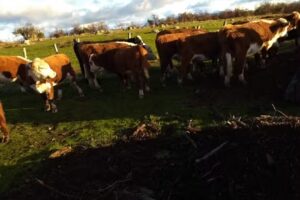 Loteo Las Cascadas r&iacute;o Nant y fall