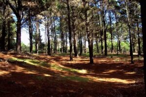 Mar Azul inmobiliaria