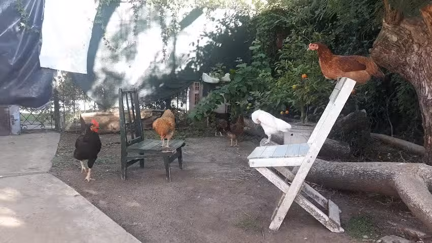 Mosconi Inmobiliaria