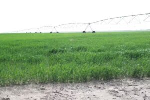 Mrt Construcciones Inmobiliaria