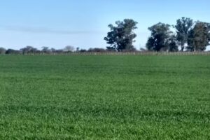 Peralta Ramos Inversiones Inmobiliarias