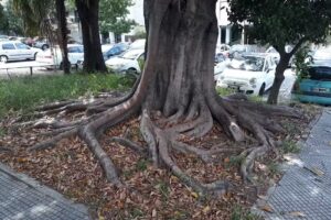 Propiedades Mario Mingrone