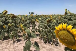 Recofincas Inmobiliaria Rural y Urbana