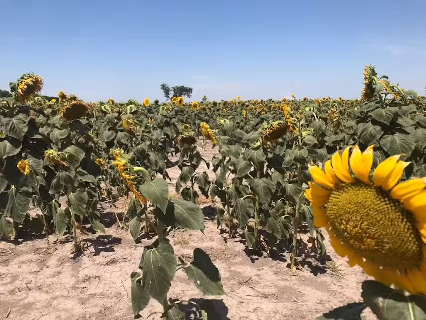 Recofincas Inmobiliaria Rural y Urbana