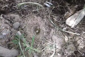 Ruca Antu Pe&ntilde;ihuen