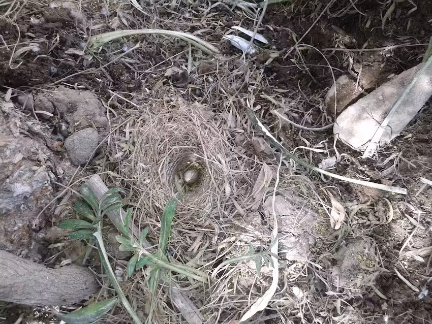 Ruca Antu Pe&ntilde;ihuen