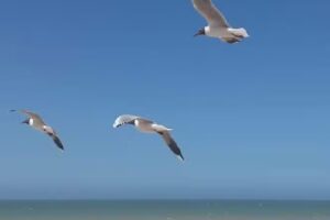 Selischenko Inversiones Inmobiliarias San Bernardo