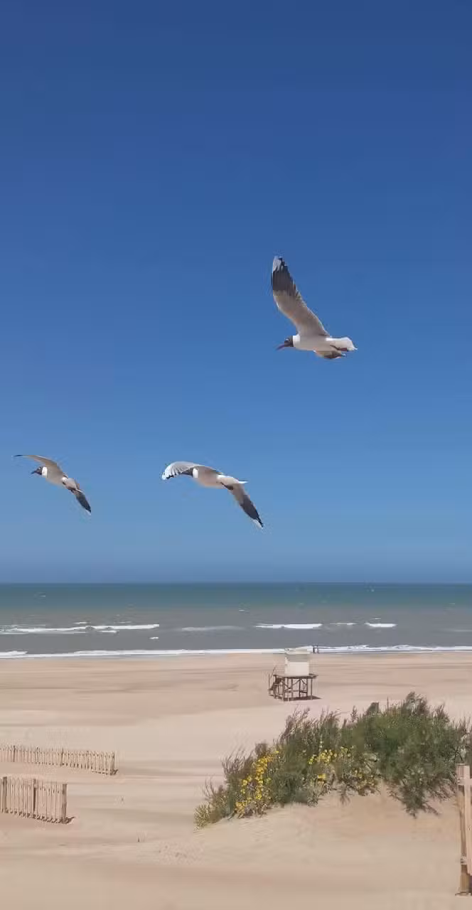 Selischenko Inversiones Inmobiliarias San Bernardo