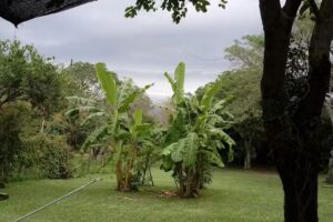 Servicio inmobiliario