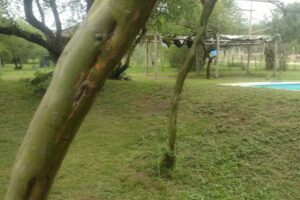 Soles De La Quintana