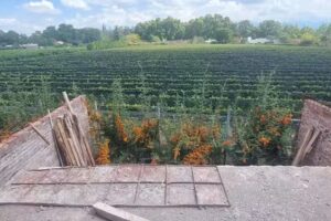 Sq Desarrollos Inmobiliarios